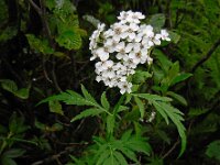 Achillea macrophylla 5, Saxifraga-Ed Stikvoort