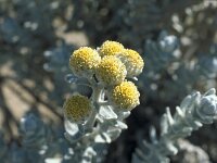 Achillea maritima 5, Saxifraga-Jan van der Straaten