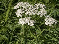 Achillea millefolium 11, Duizendblad, Saxifraga-Jan van der Straaten