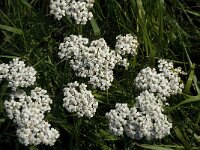 Achillea millefolium 13, Duizendblad, Saxifraga-Jan van der Straaten
