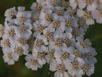 Achillea millefolium 14, Duizendblad, Saxifraga-Rudmer Zwerver