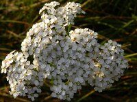 Achillea millefolium 16, Duizendblad, Saxifraga-Rutger Barendse