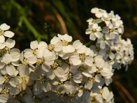 Achillea millefolium 17, Duizendblad, Saxifraga-Rutger Barendse