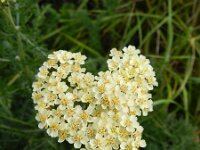 Achillea millefolium 18, Duizendblad, Saxifraga-Rutger Barendse
