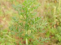 Achillea millefolium 19, Duizendblad, Saxifraga-Rutger Barendse
