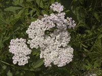 Achillea millefolium 2, Duizendblad, Saxifraga-Jan van der Straaten