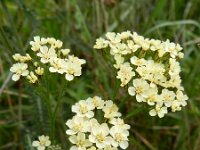 Achillea millefolium 20, Duizendblad, Saxifraga-Rutger Barendse