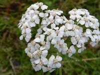 Achillea millefolium 21, Duizendblad, Saxifraga-Rutger Barendse