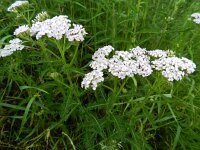 Achillea millefolium 22, Duizendblad, Saxifraga-Rutger Barendse