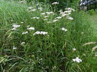 Achillea millefolium 23, Duizendblad, Saxifraga-Rutger Barendse