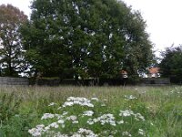 Achillea millefolium 24, Duizendblad, Saxifraga-Rutger Barendse