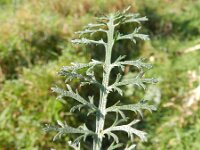 Achillea millefolium 25, Duizendblad, Saxifraga-Rutger Barendse
