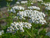 Achillea millefolium 26, Duizendblad, Saxifraga-Ed Stikvoort