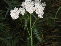 Achillea millefolium 28, Duizendblad, Saxifraga-Ed Stikvoort