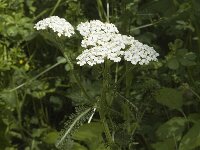 Achillea millefolium 3, Duizendblad, Saxifraga-Marijke Verhagen
