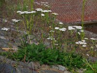 Achillea millefolium 30, Duizendblad, Saxifraga-Ed Stikvoort