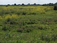 Achillea millefolium 31, Duizendblad, Saxifraga-Hans Boll
