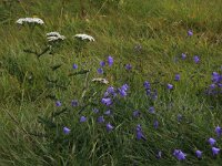 Achillea millefolium 33, Duizendblad, Saxifraga-Hans Boll