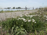 Achillea millefolium 34, Duizendblad, Saxifraga-Willem van Kruijsbergen