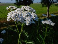 Achillea millefolium 35, Duizendblad, Saxifraga-Ed Stikvoort