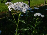 Achillea millefolium 36, Duizendblad, Saxifraga-Ed Stikvoort