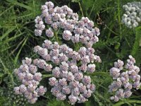 Duizendblad N0155 : Achillea millefolium, Duizendblad