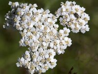 Duizendblad  Achillea millefolium. : Growth, Summer, Summertime