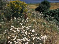 Achillea millefolium 4, Duizendblad, Saxifraga-Piet Zomerdijk