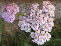 Common Yarrow (Achillea millefolium); flowering umbel  Common Yarrow (Achillea millefolium); flowering umbel : Achillea millefolium, beauty, beauty in nature, Common Yarrow, flora, floral, flower, flowering, flowers, natural, nature, no people, nobody, outdoors, outside, petal, petals, plant, summer, summertime, umbel, vascular, white, yarrow, pink