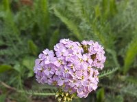 Common Yarrow (Achillea millefolium); flowering umbel  Common Yarrow (Achillea millefolium); flowering umbel : Achillea millefolium, beauty, beauty in nature, Common Yarrow, flora, floral, flower, flowering, flowers, natural, nature, no people, nobody, outdoors, outside, petal, petals, plant, summer, summertime, umbel, vascular, white, yarrow, pink
