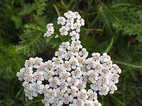 Common Yarrow (Achillea millefolium); flowering umbel  Common Yarrow (Achillea millefolium); flowering umbel : Achillea millefolium, beauty, beauty in nature, Common Yarrow, flora, floral, flower, flowering, flowers, natural, nature, no people, nobody, outdoors, outside, petal, petals, plant, summer, summertime, umbel, vascular, white, yarrow