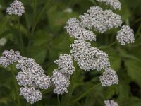 Achillea millefolium 43, Duizendblad, Saxifraga-Jan van der Straaten