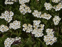 Achillea millefolium 44, Duizendblad, Saxifraga-Harry Jans  Achillea millefolium