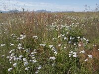 Achillea millefolium 45, Duizendblad, Saxifraga-Willem van Kruijsbergen