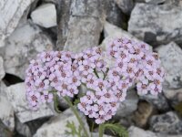 Achillea millefolium 46, Duizendblad, Saxifraga-Willem van Kruijsbergen
