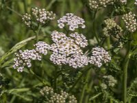 Achillea millefolium 50, Duizendblad, Saxifraga-Jan van der Straaten