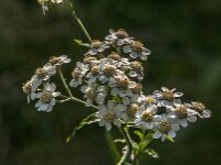 Achillea millefolium 57, Duizendblad, Saxifraga-Jan van der Straaten
