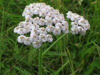 Achillea millefolium 6, Duizendblad, Saxifraga-Rutger Barendse