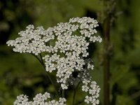 Achillea millefolium 7, Duizendblad, Saxifraga-Jan van der Straaten