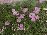 Achillea millefolium 8, Duizendblad, Saxifraga-Willem van Kruijsbergen