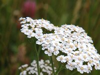 Achillea millefolium 9, Duizendblad, Saxifraga-Jan van der Straaten