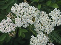 Achillea millefolium ssp millefolium 15, Gewoon duizendblad, Saxifraga-Marijke Verhagen