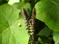Achyranthes aspera