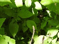 Achyranthes aspera 2, Saxifraga-Michiel Drok