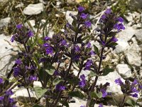 Acinos alpinus 2, Saxifraga-Jan van der Straaten