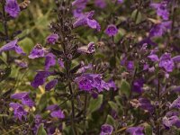 Acinos alpinus 6, Saxifraga-Willem van Kruijsbergen