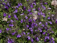 Acinos alpinus 8, Saxifraga-Willem van Kruijsbergen