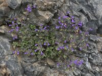 Acinos alpinus 5, Saxifraga-Willem van Kruijsbergen