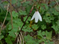 Acis autumnalis 3, Saxifraga-Ed Stikvoort