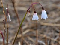 Acis autumnalis 4, Saxifraga-Tom Heijnen